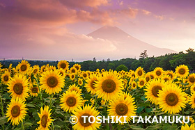 花の都公園のヒマワリ  富士山
