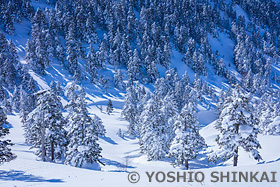 渋峠の雪の樹林　志賀高原　長野県