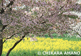 桜と菜の花　東京都　4月