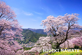 ひょうたん桜と菜の花　高知県　3月
