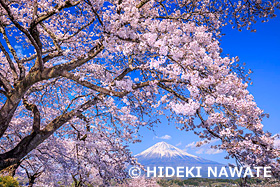 興徳寺の桜と富士山　静岡県　4月