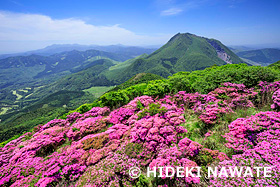 ミヤマキリシマ咲く鶴見岳からの由布岳　大分県　5月