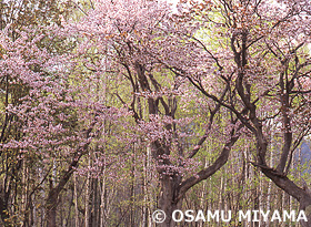 エゾヤマザクラと白樺の芽吹き　北海道　5月