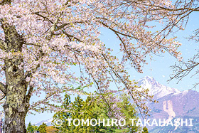 桜と磐梯山　福島県　5月