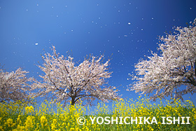 桜吹雪　神奈川県　4月