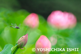 オオシオカラトンボの飛翔　三渓園　神奈川県　8月