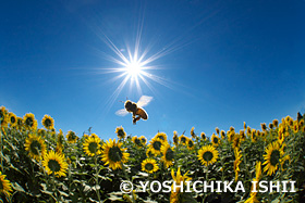 ミツバチとヒマワリ畑　座間のヒマワリ　神奈川県　8月