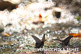 カラスアゲハの吸水　三渓園　神奈川県　8月