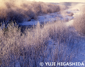 雪裡川川べりの霧氷　北海道　2月