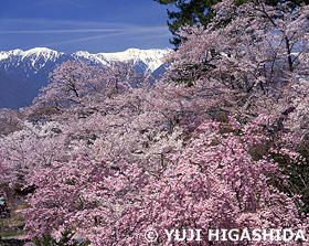 桜と中央アルプス　長野県　4月