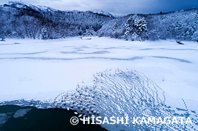 白鳥　コハクチョウ　白鳥の足跡　大谷地堤　ドローン撮影　新潟県　1月
