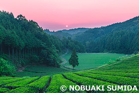 山添村の茶畑の朝日　奈良県　6月