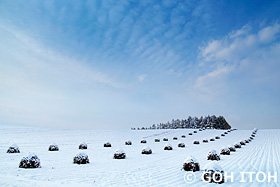 雪の丘と豆ニオ群　北海道　11月