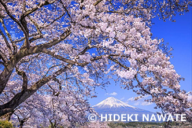 興徳寺の桜と富士山