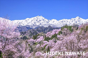 二反田の桜と鹿島槍ヶ岳