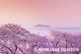 琵琶湖と竹生島と桜の朝