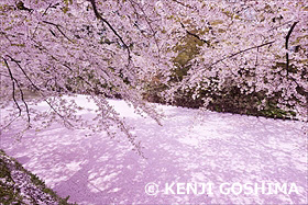 桜満開の弘前公園のお堀に散った桜