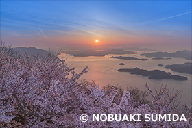 竜王山と桜の朝日