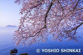 琵琶湖の桜
