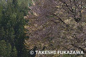 桜吹雪の天王桜(オオヤマザクラ)