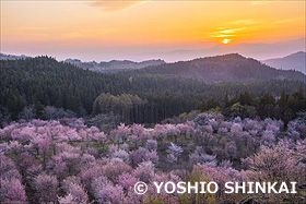 桜峠のオオヤマザクラと夕陽