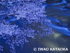 摺上川の桜