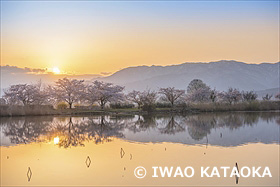 瓢湖の桜と五頭連峰