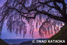 乙ヶ妻の一本桜と富士山