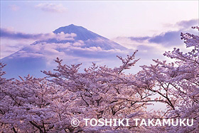 朝焼けの富士山と桜