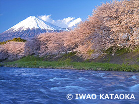 潤井川の桜と富士山