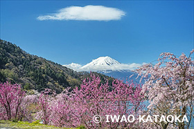 河口湖の桜と富士山