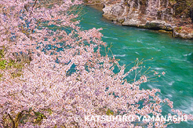 桜と胎内川