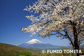 山桜と富士山