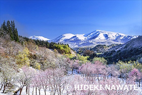 雪化粧した大井沢の桜と月山