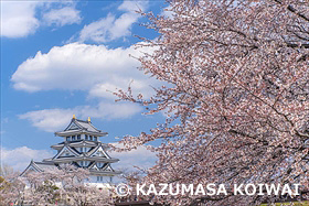 桜と墨俣城
