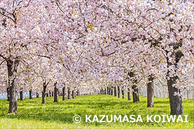千曲川ふれあい公園の桜並木