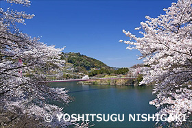 桜咲く月ヶ瀬湖