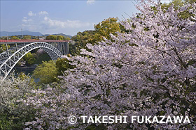 西海橋公園の桜と西海橋