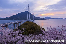大三島の桜と多々羅大橋