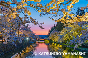 桜咲く上杉神社ライトアップ
