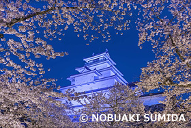 ライトアップされた桜の鶴ヶ城