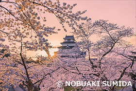 朝日輝く鶴ヶ城と桜