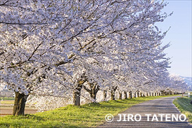 馬渡の桜並木