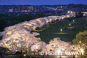 北上展勝地の桜並木夕景