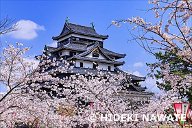 松江城と桜