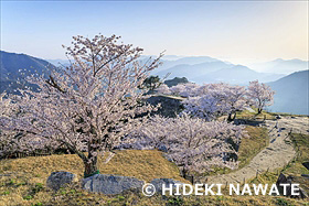 朝日に照らされた竹田城の桜
