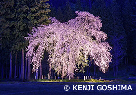 おしら様の枝垂れ桜の夜