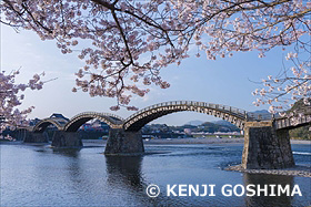 桜咲く錦帯橋の朝