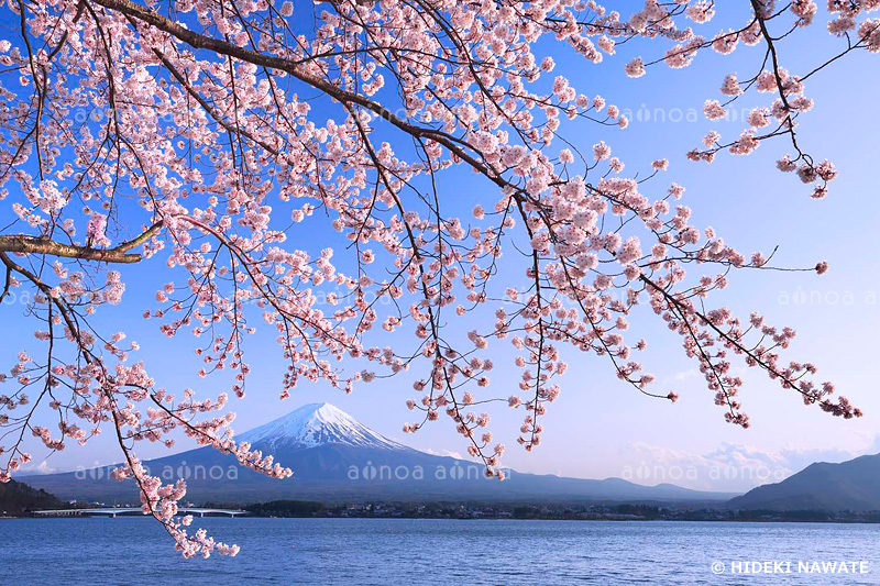 河口湖の桜と富士山　山梨県