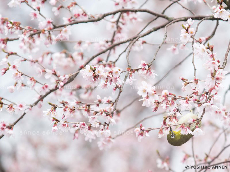 桜にメジロ　富山県